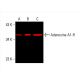 western blotting image from recommended Adenosine A1-R (D-5) monoclonal antibody replacement. Image 392293
