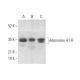 Adenosine A1-R Antibody (HA1) - Western Blotting - Image 372370 