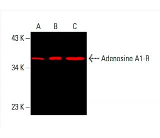 Adenosine A1-R Antibody (D-5) - Western Blotting - Image 392293