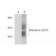 Adenosine A2A-R Antibody (5H30) - Western Blotting - Image 70381