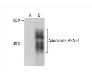 Adenosine A2A-R Antibody (5H30) - Western Blotting - Image 392602 