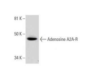 Adenosine A2A-R Antibody (F-10) - Western Blotting - Image 291037 
