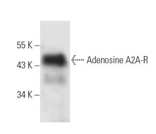 western blotting image from recommended Adenosine A2A-R (7F6-G5-A2) monoclonal antibody replacement. Image 11050