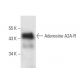 western blotting image from recommended Adenosine A2A-R (7F6-G5-A2) monoclonal antibody replacement. Image 11050