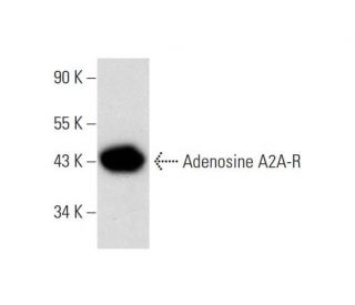 Adenosine A2A-R Antibody (F-10) - Western Blotting - Image 138523