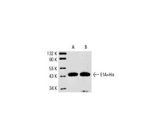 western blotting image from recommended Adenovirus-2/5 E1A (M73) monoclonal antibody replacement. Image 4502