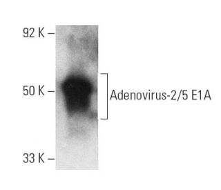 Adenovirus-2/5 E1A Antibody (A-3) - Western Blotting - Image 3646