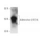 Adenovirus-2/5 E1A Antibody (A-3) - Western Blotting - Image 3646