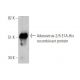 Adenovirus-2/5 E1A Antibody (M73) - Western Blotting - Image 353089