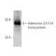 Adenovirus-2/5 E1A Antibody (M73) - Western Blotting - Image 354295 