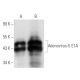 Adenovirus-5 E1A Antibody (M58) - Western Blotting - Image 14724