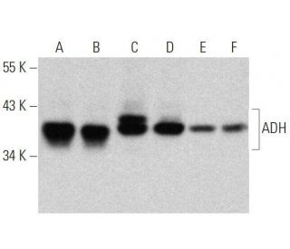 ADH Antibody (G-7) - Western Blotting - Image 358727 