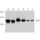 western blotting image from recommended ADH (G-7) monoclonal antibody replacement. Image 358727