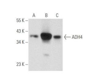 ADH4 Antibody (F-6) - Western Blotting - Image 344574 