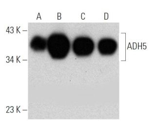 ADH5 Antibody (2D11) - Western Blotting - Image 368195 