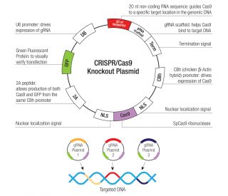 ADH5 CRISPR Plasmids (h) - Each KO Plasmid product consists of a pool of 3 plasmids designed to ensure identification and cleavage of a specific gene for maximum knockout efficiency 