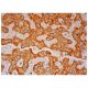 ADH8 Antibody (B-10) - Immunohistochemistry - Image 305544