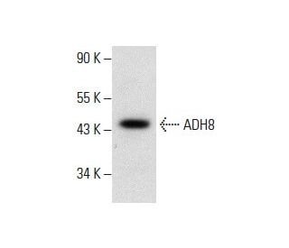 ADH8 Antibody (F-9) - Western Blotting - Image 287990 