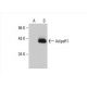 AdipoR1 Antibody (D-9) - Western Blotting - Image 392883