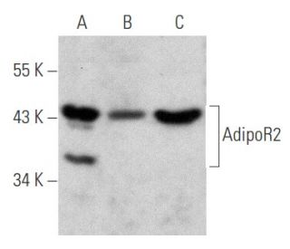 western blotting image from recommended AdipoR2 (A-3) monoclonal antibody replacement. Image 354854