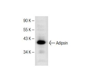 Adipsin Antibody (D-3) - Western Blotting - Image 151213