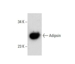Adipsin Antibody (H-1) - Western Blotting - Image 135760
