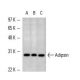 western blotting image from recommended Adipsin (D10/4) monoclonal antibody replacement. Image 13621
