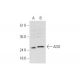 ADO Antibody (E-11) - Western Blotting - Image 345889