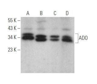 ADO Antibody (E-11) - Western Blotting - Image 374399 