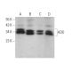 ADO Antibody (E-11) - Western Blotting - Image 374399 