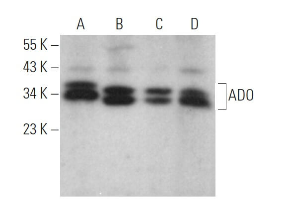 ADO Antibody E 11 SCBT Santa Cruz Biotechnology