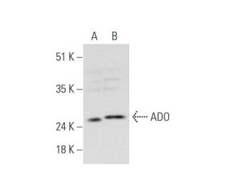 ADO Antibody (E-11) - Western Blotting - Image 345889SAM Transcription Activation: SAM system utilizing dCas9-VP64, MS2-P65-HSF1, and sgRNA for precise gene transcription activation.