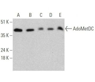 AdoMetDC Antibody (A-8) - Western Blotting - Image 356204 