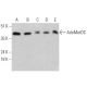 AdoMetDC Antibody (A-8) - Western Blotting - Image 356204 