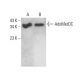 AdoMetDC Antibody (A-8) - Western Blotting - Image 373125 