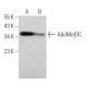 AdoMetDC Antibody (A-8) - Western Blotting - Image 374354
