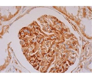 AdoMetDC Antibody (B-9) - Immunohistochemistry - Image 293516 