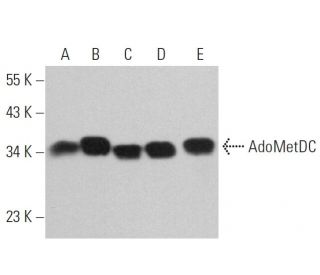 AdoMetDC Antibody (E-6) - Western Blotting - Image 359223 
