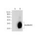 AdoMetDC Antibody (F-10) - Western Blotting - Image 304977 