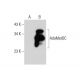 AdoMetDC Antibody (F-10) - Western Blotting - Image 308346