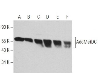AdoMetDC Antibody (F-10) - Western Blotting - Image 359216 