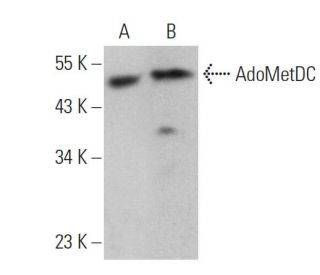 AdoMetDC Antibody (H-9) - Western Blotting - Image 359224 