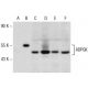 ADPGK Antibody (AA40) - Western Blotting - Image 153658 