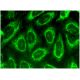 ADPN Antibody (C-8) - Immunofluorescence - Image 298959