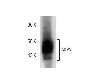 ADPN Antibody (C-8) - Western Blotting - Image 287481 