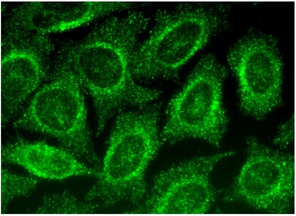 ADPN Antibody (D-5) | SCBT - Santa Cruz Biotechnology