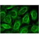 ADPN Antibody (D-5) - Immunofluorescence - Image 298960 