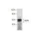 ADPN Antibody (D-5) - Western Blotting - Image 287613