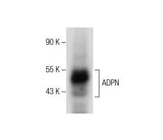 ADPN Antibody (D-5) - Western Blotting - Image 287480