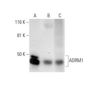ADRM1 Antibody (C-7): sc-376221